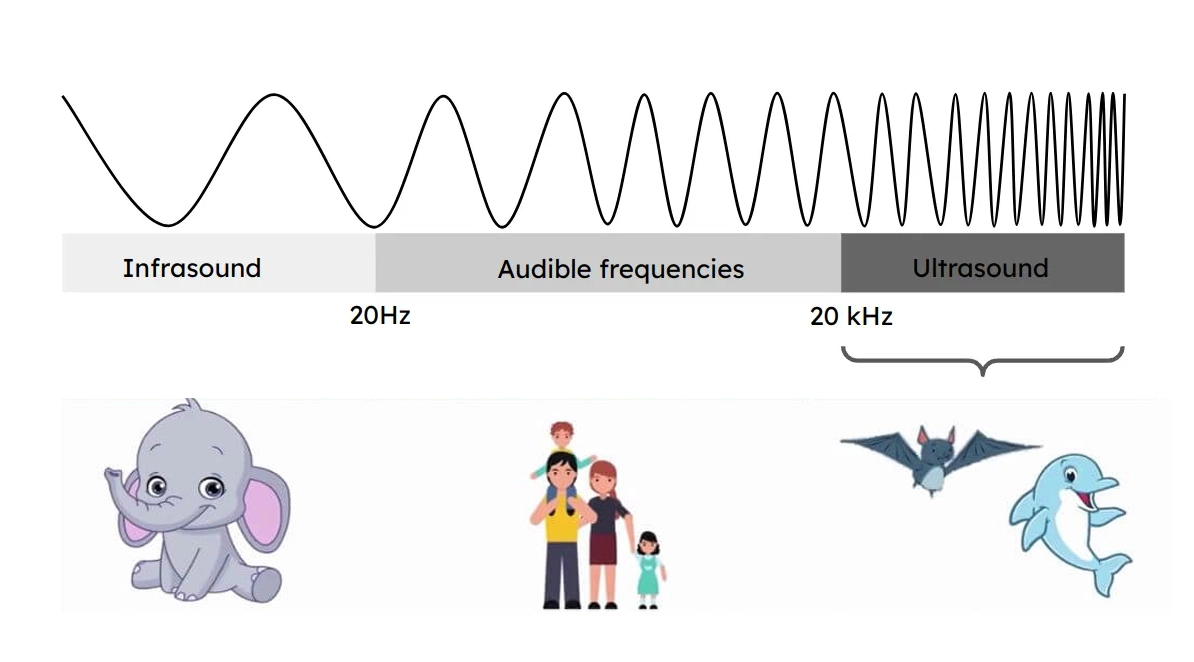 sound-frequency-range-humans-elephants-bats-dolphins-ultrasound