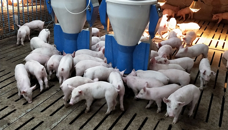 Harsh Conditions at Breeding Farms